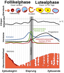 TMS HERO DiaTab Testsimulation