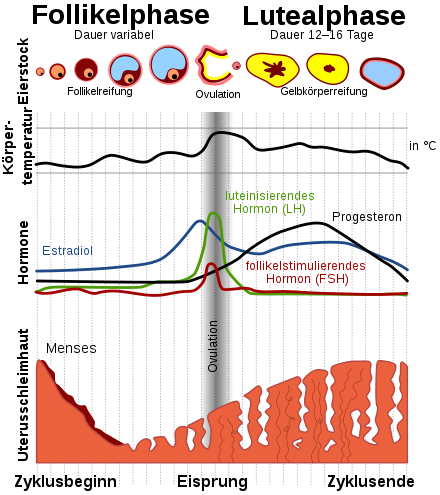TMS HERO DiaTab Testsimulation